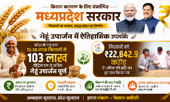 MP में किसानों की बल्ले-बल्ले! 103 लाख मीट्रिक टन गेहूं खरीदी का रिकॉर्ड मोहन सरकार का बड़ा तोहफा! किसानों के खातों में पहुँचे ₹22,842 करोड़