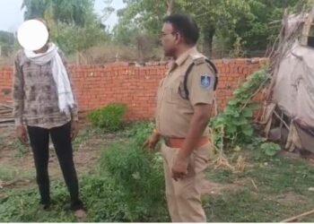 *💥घर की बाड़ी में लहलहा* *रहे थे अपराध के पौधे, महक रही थी गांजे की फुलवारी* *विजयराघवगढ़ पुलिस ने पौधों को उखड़वाया, आरोपी गिरफ्त में💥*