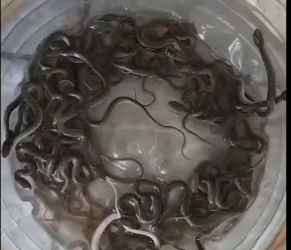 पानी की टंकी में छिपे थे 27 सांप घर में मचा हड़कंप टोंटी खोली तो उड़ गए होश देखे VIDEO