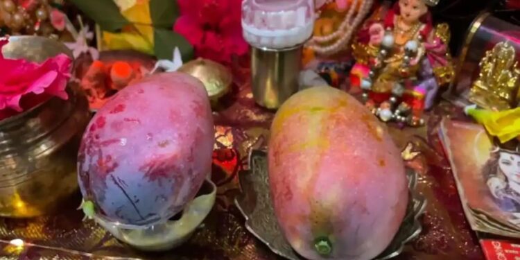 अयोध्या में उगा दुनिया का सबसे महंगा आम! पहली फसल भगवान राम को अर्पित
