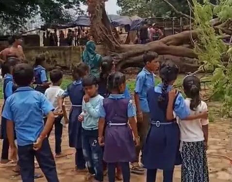 🌳 मिड-डे मील के दौरान स्कूल में गिरा विशालकाय पेड़, बाल-बाल बचे मासूम!