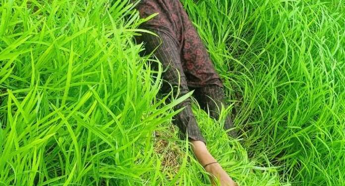 *विद्युत विभाग की लापरवाही से गई 17 वर्षीय बालिका की जान, उमरी कला में एलटी तार गिरने से हुआ दर्दनाक हादसा*