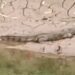 🚨 कटनी में ‘मगरमच्छों का खौफ’! लभेर नदी में एक साथ दिखे 3 विशालकाय मगरमच्छ, ढीमरखेड़ा में दहशत—वन विभाग ने जारी किया अलर्ट
