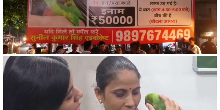 50 हजारी तोते की घर वापिसी देखे VIDEO