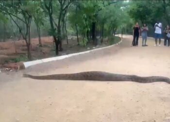 😱 वॉकिंग ट्रैक पर निकला 20 फीट लंबा अजगर! सुबह की सैर पर आए लोगों के उड़े होश देखे VIDEO