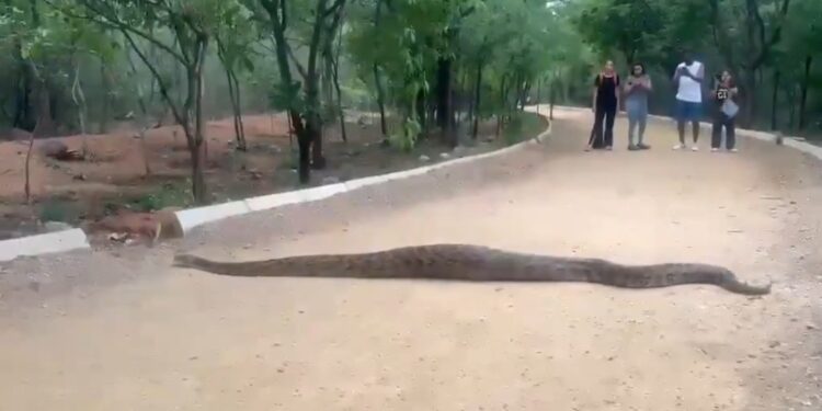 😱 वॉकिंग ट्रैक पर निकला 20 फीट लंबा अजगर! सुबह की सैर पर आए लोगों के उड़े होश देखे VIDEO