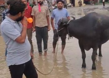 देवरी-मझगवां मार्ग पर ‘भैंस के आगे बीन’ बजाकर अनोखा प्रदर्शन, PWD को एक हफ्ते का अल्टीमेटम!