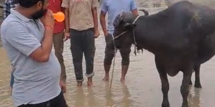 देवरी-मझगवां मार्ग पर ‘भैंस के आगे बीन’ बजाकर अनोखा प्रदर्शन, PWD को एक हफ्ते का अल्टीमेटम!