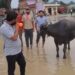 देवरी-मझगवां मार्ग पर ‘भैंस के आगे बीन’ बजाकर अनोखा प्रदर्शन, PWD को एक हफ्ते का अल्टीमेटम!