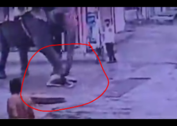 इंदौर में हाथी के कुचलने से हुई ऑटो चालक की मौत के बाद अब हाथियों के प्रवेश को शहर में रोका जाएगा। देखे VIDEO