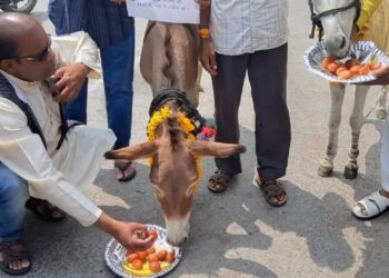 इंद्र देव को मनाने का अनोखा जुगाड़ भोपाल में गधों को खिलाए गए गुलाबजामुन, बारिश की आस में जुटे लोग”