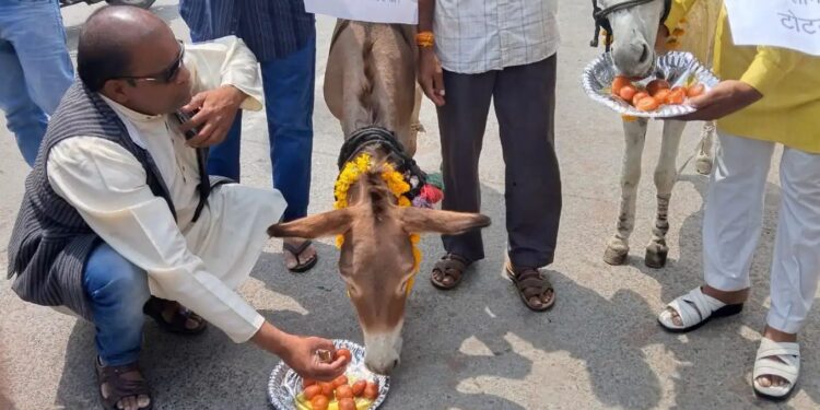 इंद्र देव को मनाने का अनोखा जुगाड़ भोपाल में गधों को खिलाए गए गुलाबजामुन, बारिश की आस में जुटे लोग”