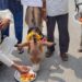 इंद्र देव को मनाने का अनोखा जुगाड़ भोपाल में गधों को खिलाए गए गुलाबजामुन, बारिश की आस में जुटे लोग”