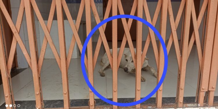 आरोग्य केंद्र में ताला, डॉक्टर नदारद, गेट के अंदर कैद मिला कुत्ता,,