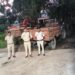 *बड़वारा पुलिस की अवैध रेत परिवहन के विरुद्ध कार्रवाई* *बिना वैध दस्तावेज रेत का परिवहन करते ट्रैक्टर-ट्रॉली जब्त*