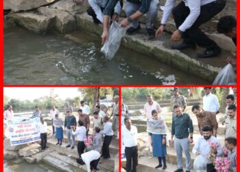 कटनी नदी में कलेक्टर तिवारी का बड़ा कदम 10 हजार मत्स्य बीजों का संचयन, मछुआरों की बढ़ेगी कमाई!