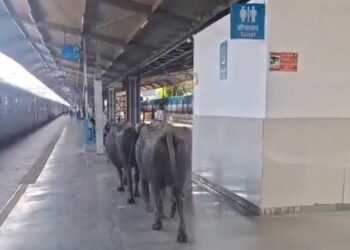 रानी कमलापति स्टेशन पर भैंसों का VIP एंट्री! प्लेटफॉर्म पर गोबर, यात्रियों में मचा हड़कंप VIDEO VIRAL