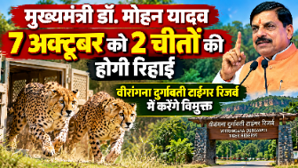 *मुख्यमंत्री डॉ. मोहन यादव आज 2 चीतों को वीरांगना दुर्गावती टाइगर रिजर्व में करेंगे विमुक्त*
